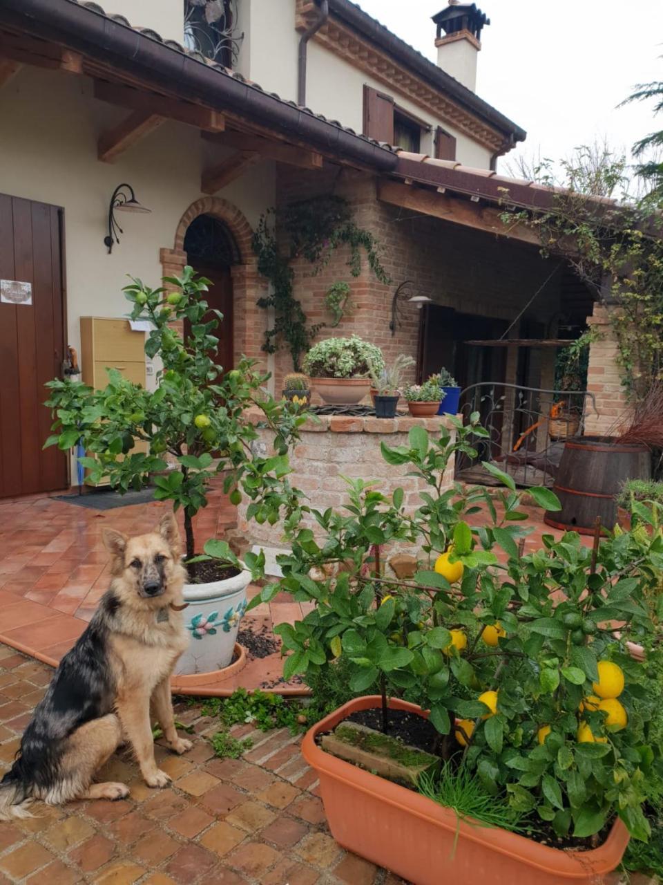 Ca' Dei Gelsi B & B Coriano Eksteriør billede